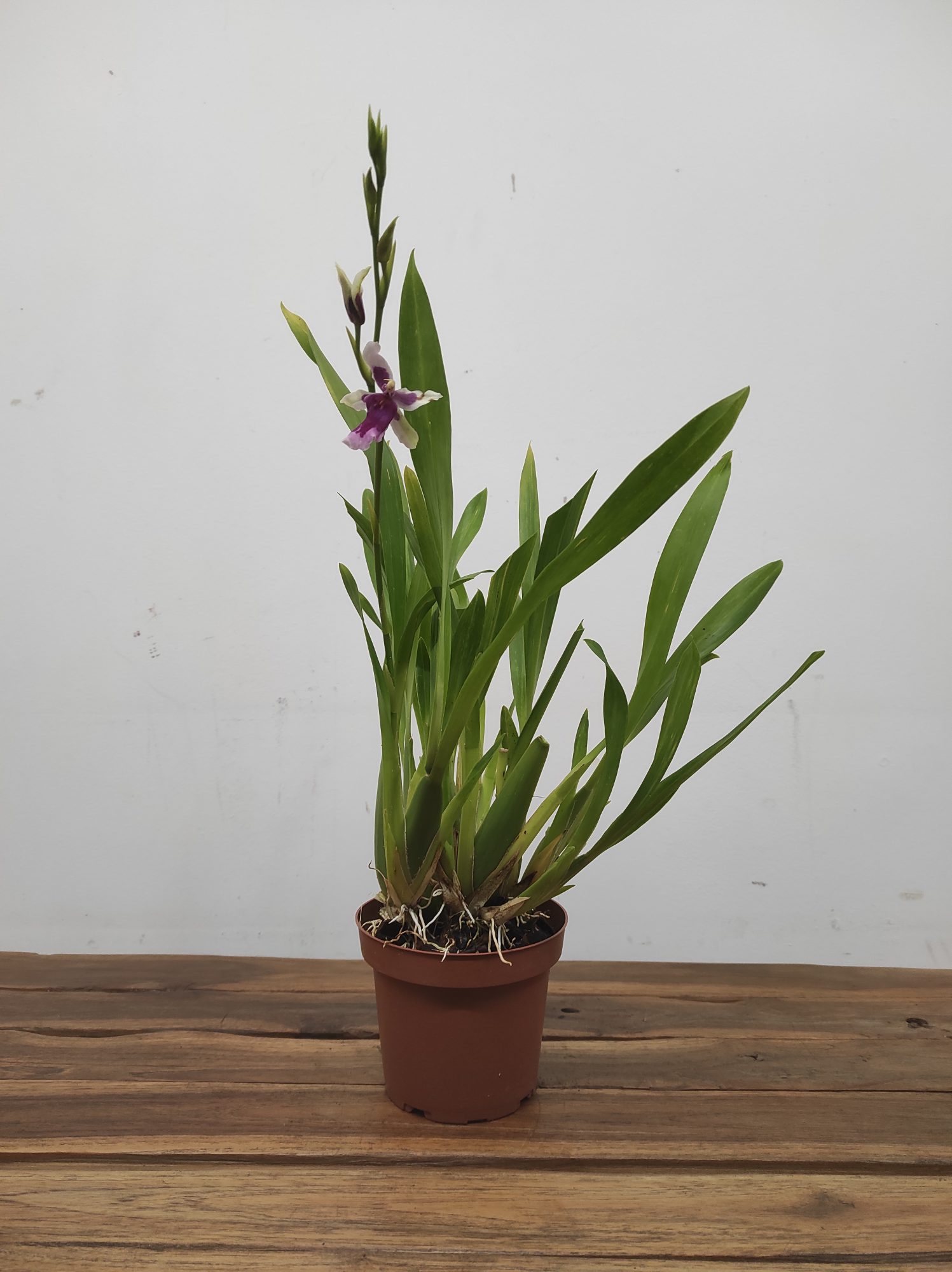 Miltonia Kibet Belleglade - Com Flor - Image 2