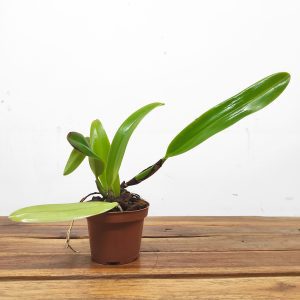 Cattleya Mendelii Var. Alba - Sem Flor