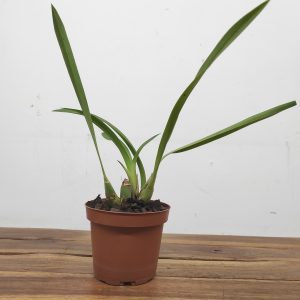 Cymbidium Little Black Sambo Black Magic - Sem Flor