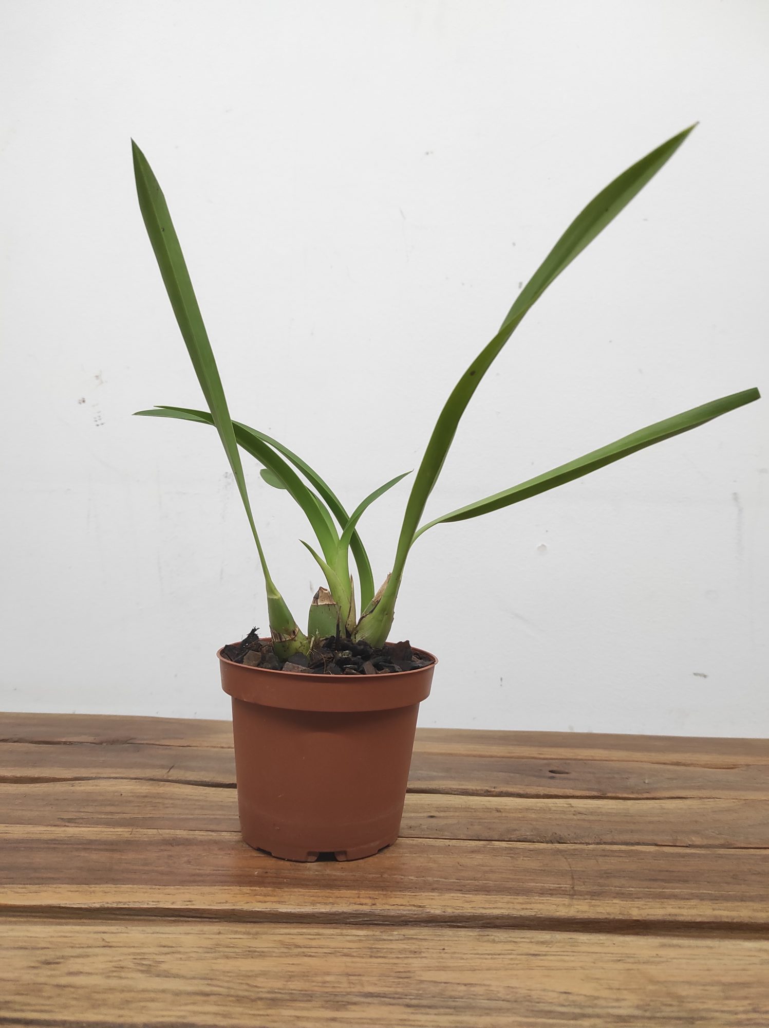 Cymbidium Little Black Sambo Black Magic - Sem Flor