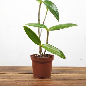 Cattleya Bicolor - Sem Flor
