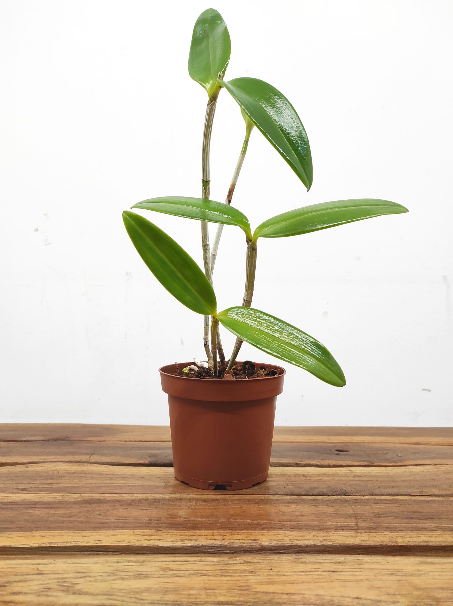 Cattleya Bicolor - Sem Flor