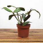 Cattleya Schilleriana Aurion X Guarapari - Sem Flor