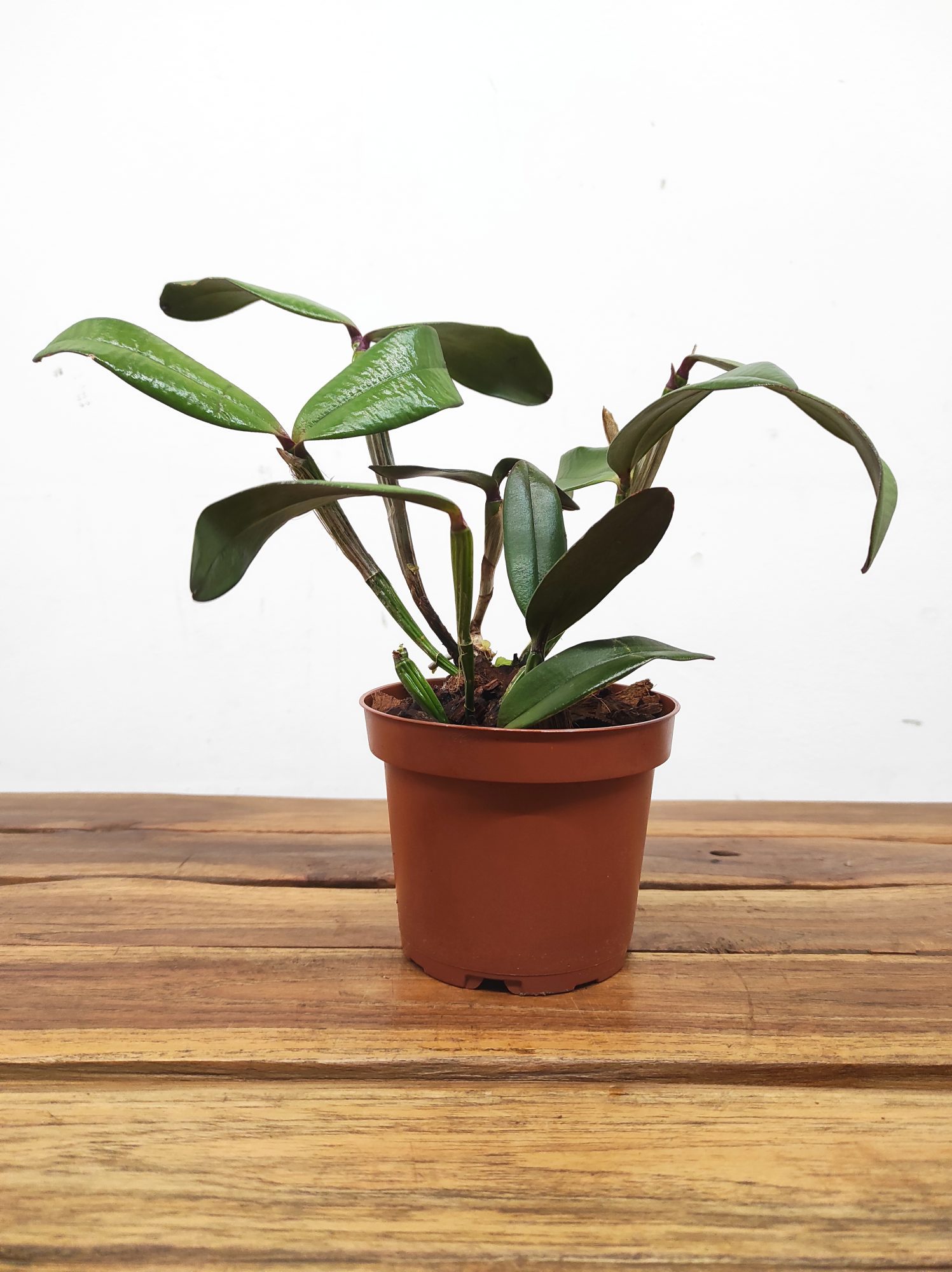 Cattleya Schilleriana Aurion X Guarapari - Sem Flor