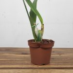 Laelia Purpurata Var. Coerulea - Sem Flor