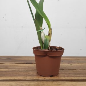 Laelia Purpurata Var. Coerulea - Sem Flor