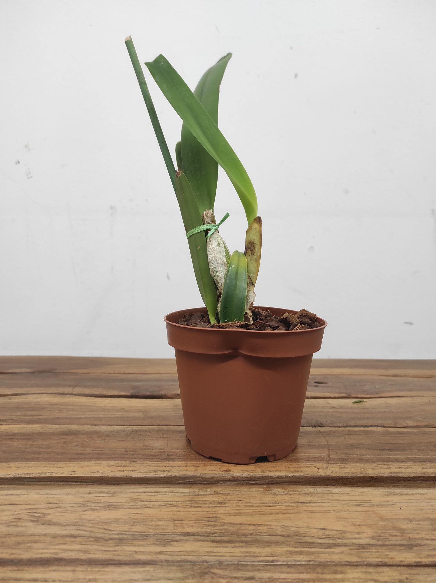 Laelia Purpurata Var. Coerulea - Sem Flor