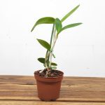 Cattleya Interglossa Var. Coerulea - Sem Flor