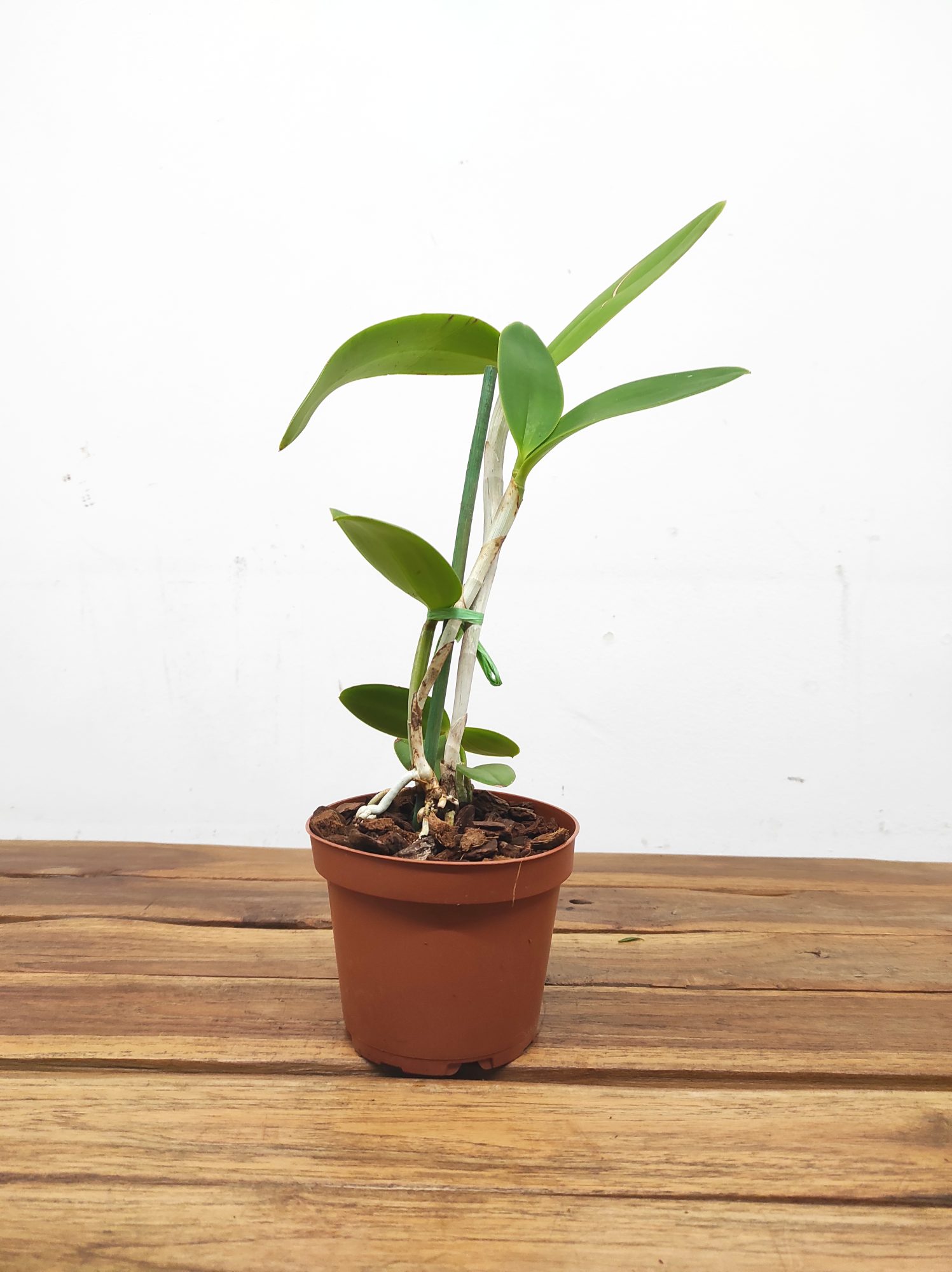 Cattleya Interglossa Var. Coerulea - Sem Flor