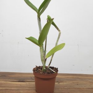 Cattleya Guttata Verde - Sem Flor