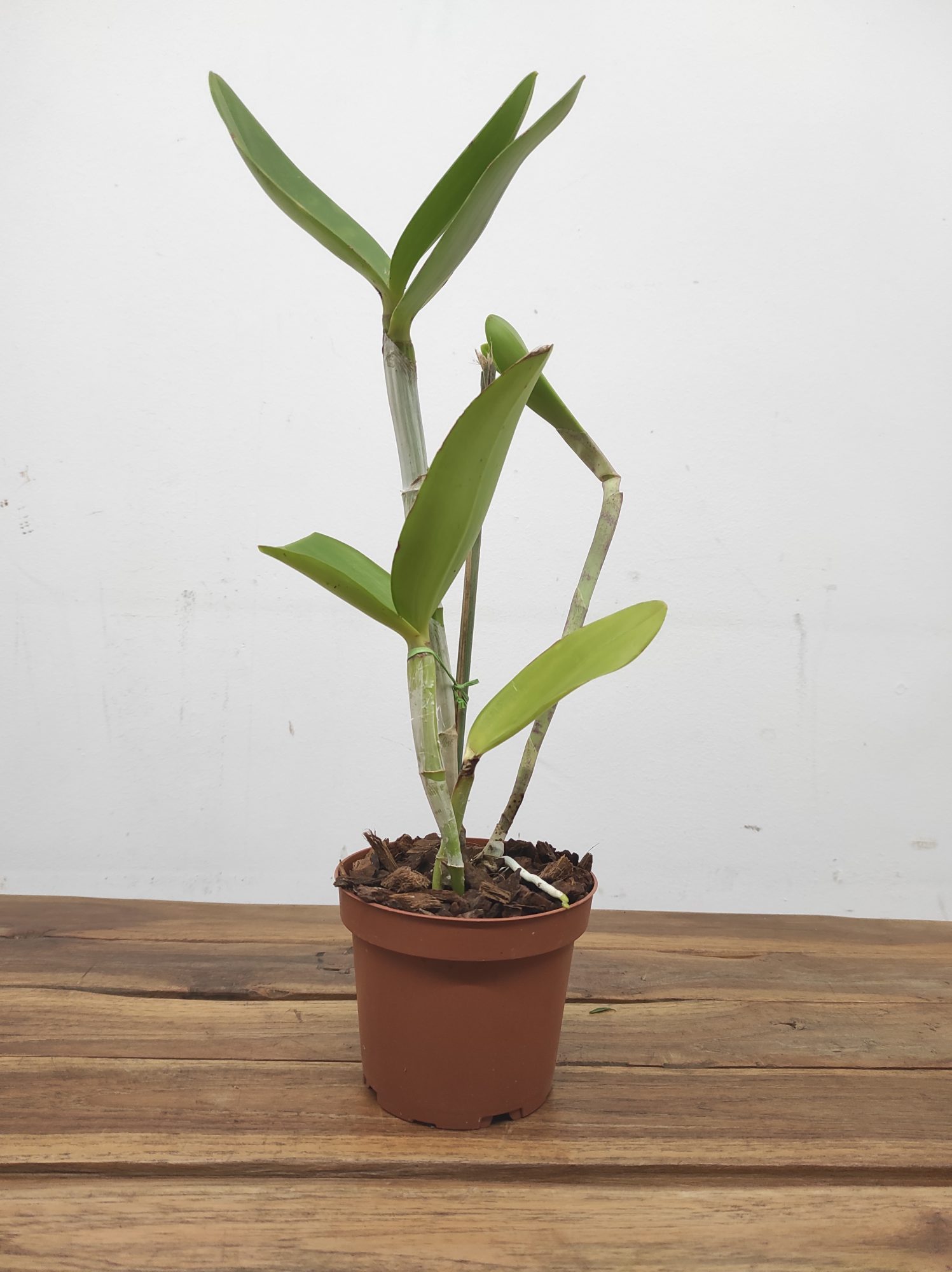 Cattleya Guttata Verde - Sem Flor