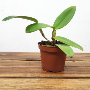 Cattleya Whitei Tipo - Sem Flor