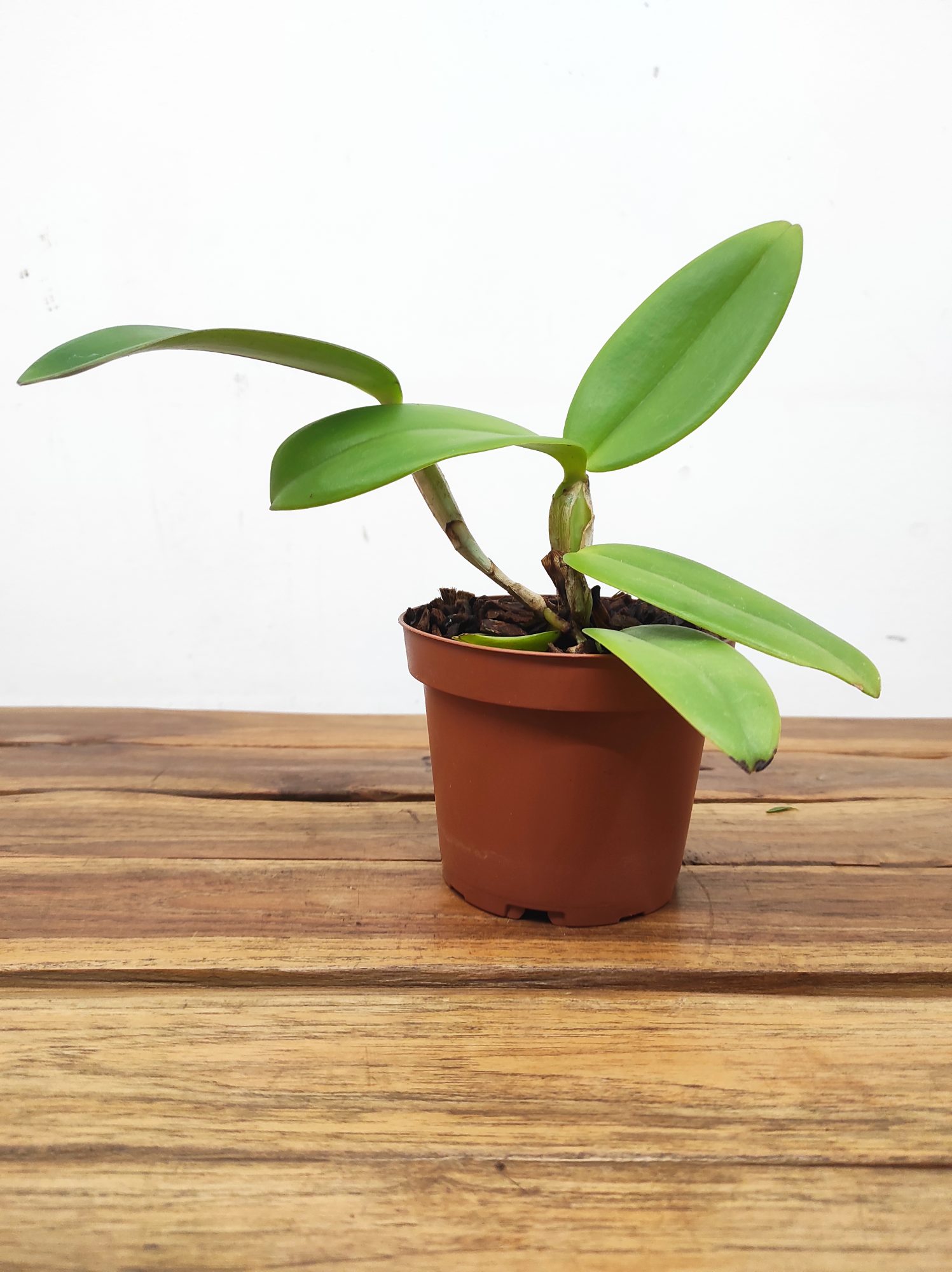 Cattleya Whitei Tipo - Sem Flor