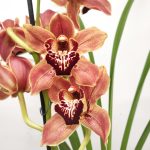 Cymbidium Especial