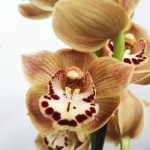 Cymbidium Especial