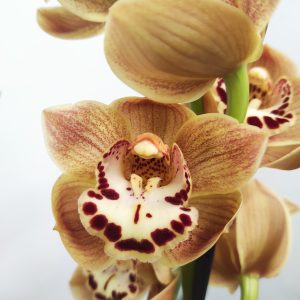 Cymbidium Especial
