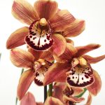 Cymbidium Especial