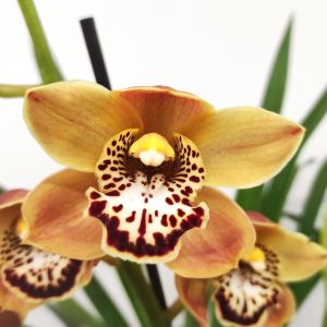 Cymbidium Especial