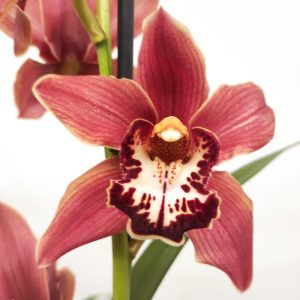 Cymbidium Especial