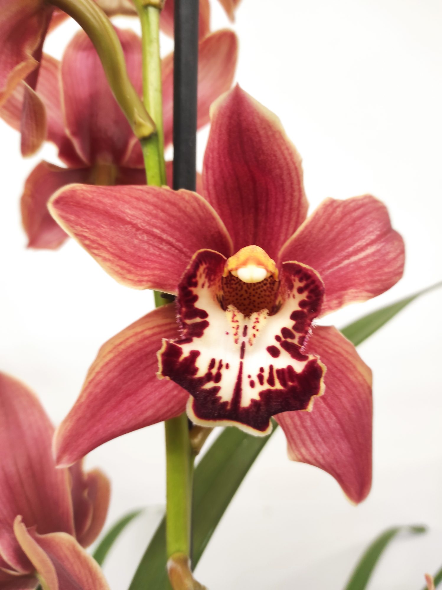 Cymbidium Especial