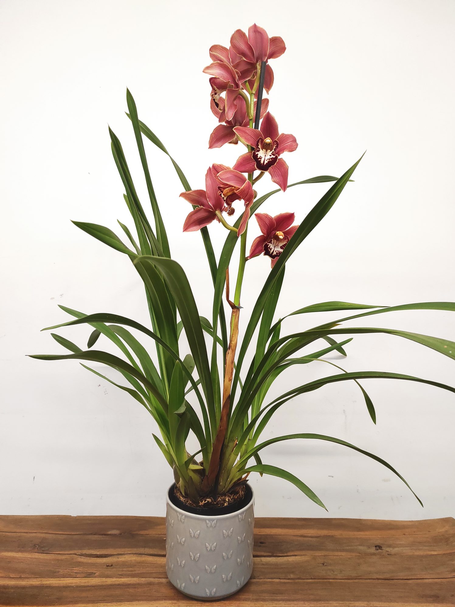 Cymbidium Especial - Image 2