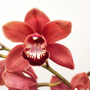 Cymbidium Especial