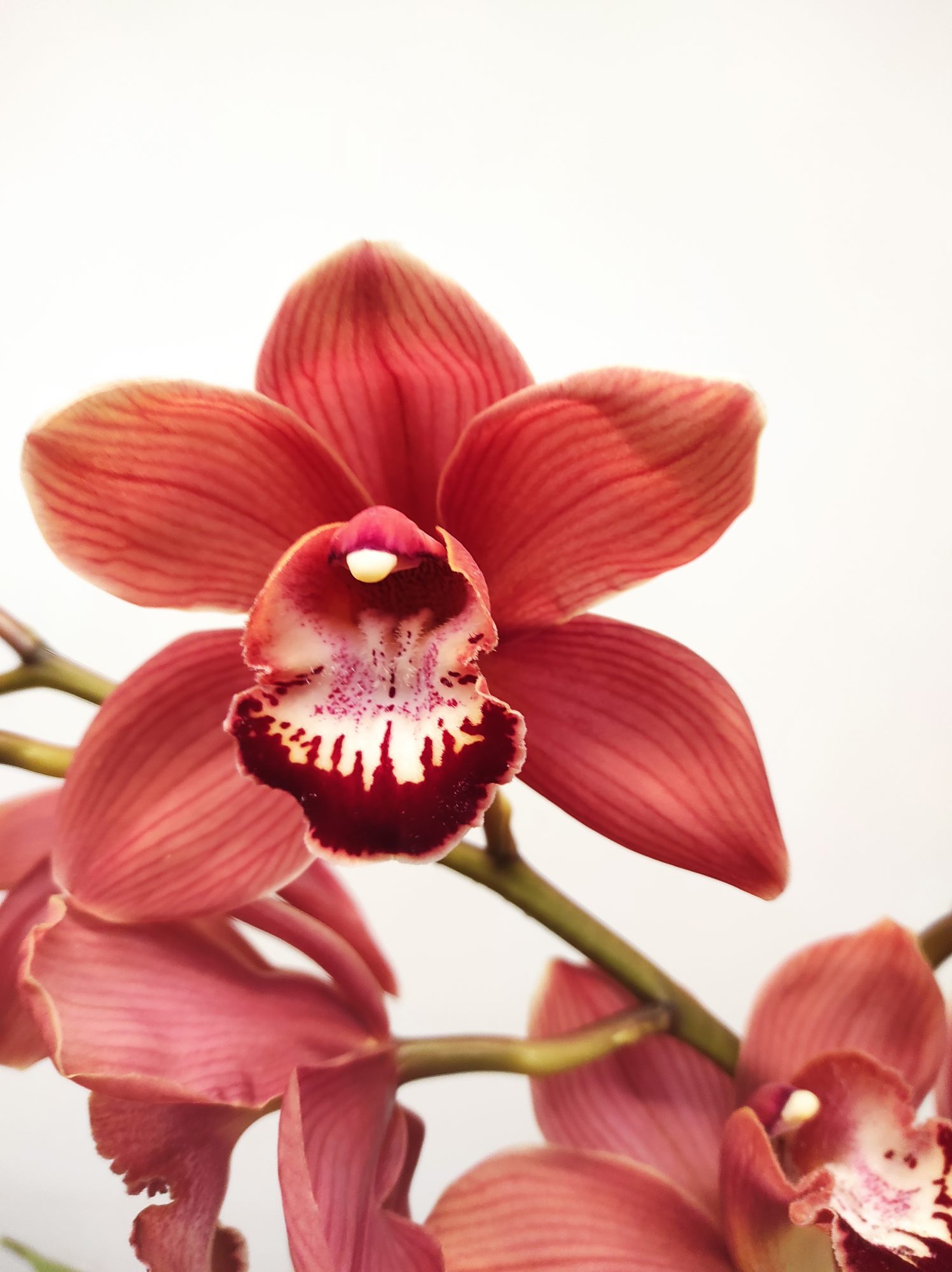 Cymbidium Especial