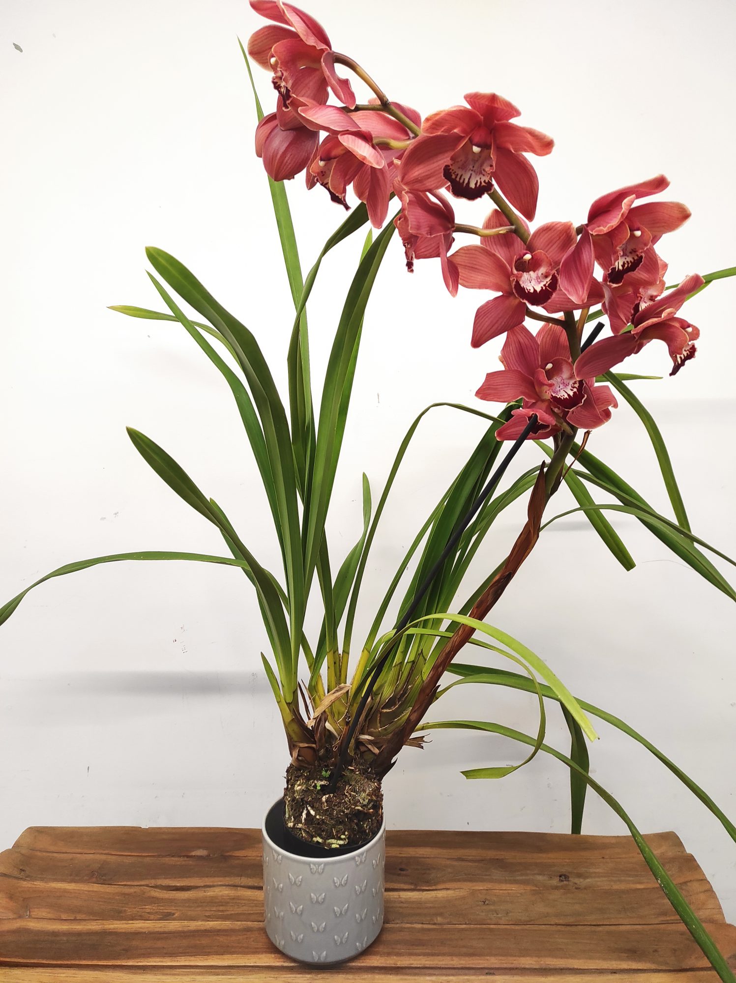 Cymbidium Especial - Image 2