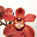 Cymbidium Especial