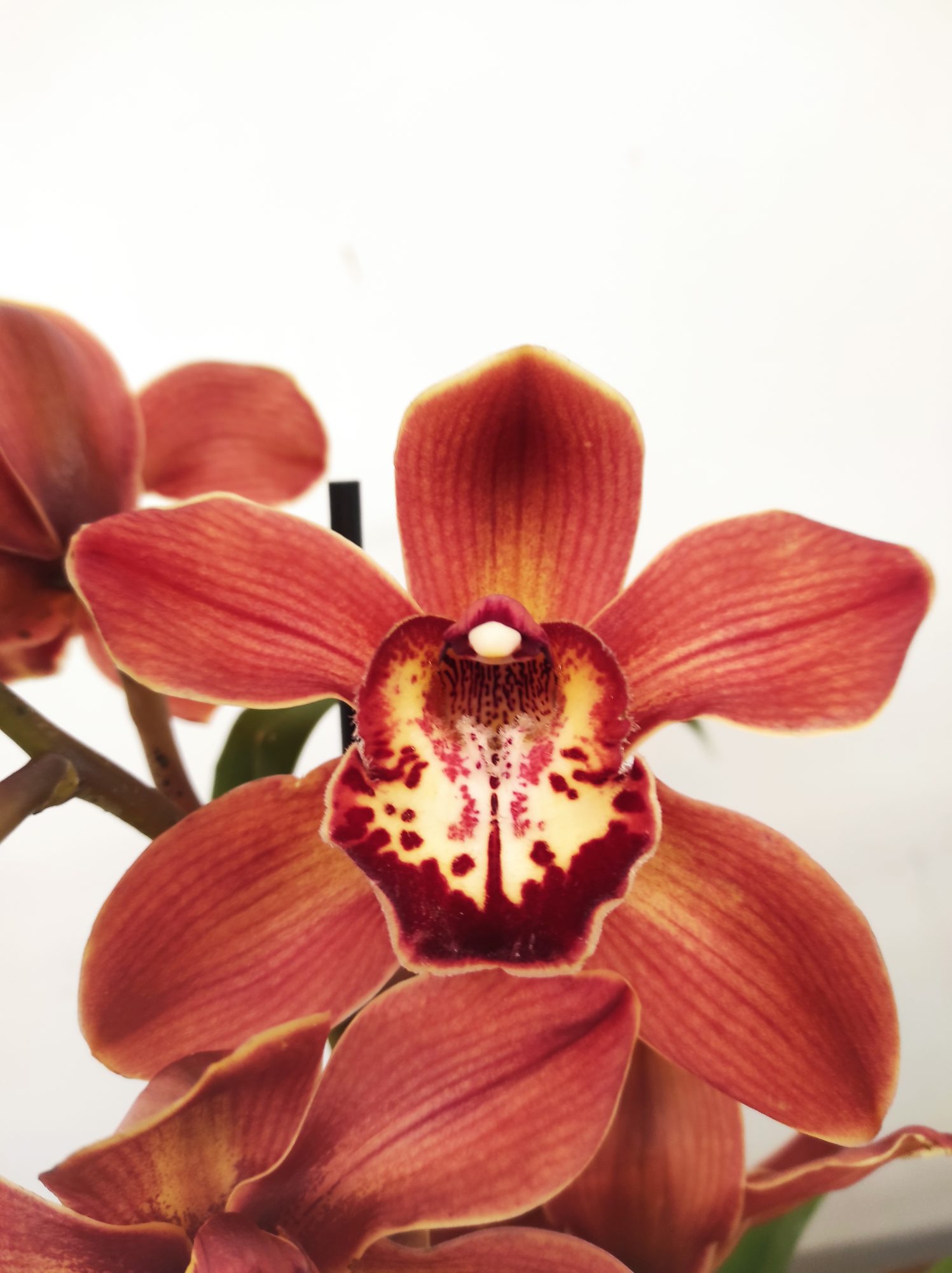 Cymbidium Especial