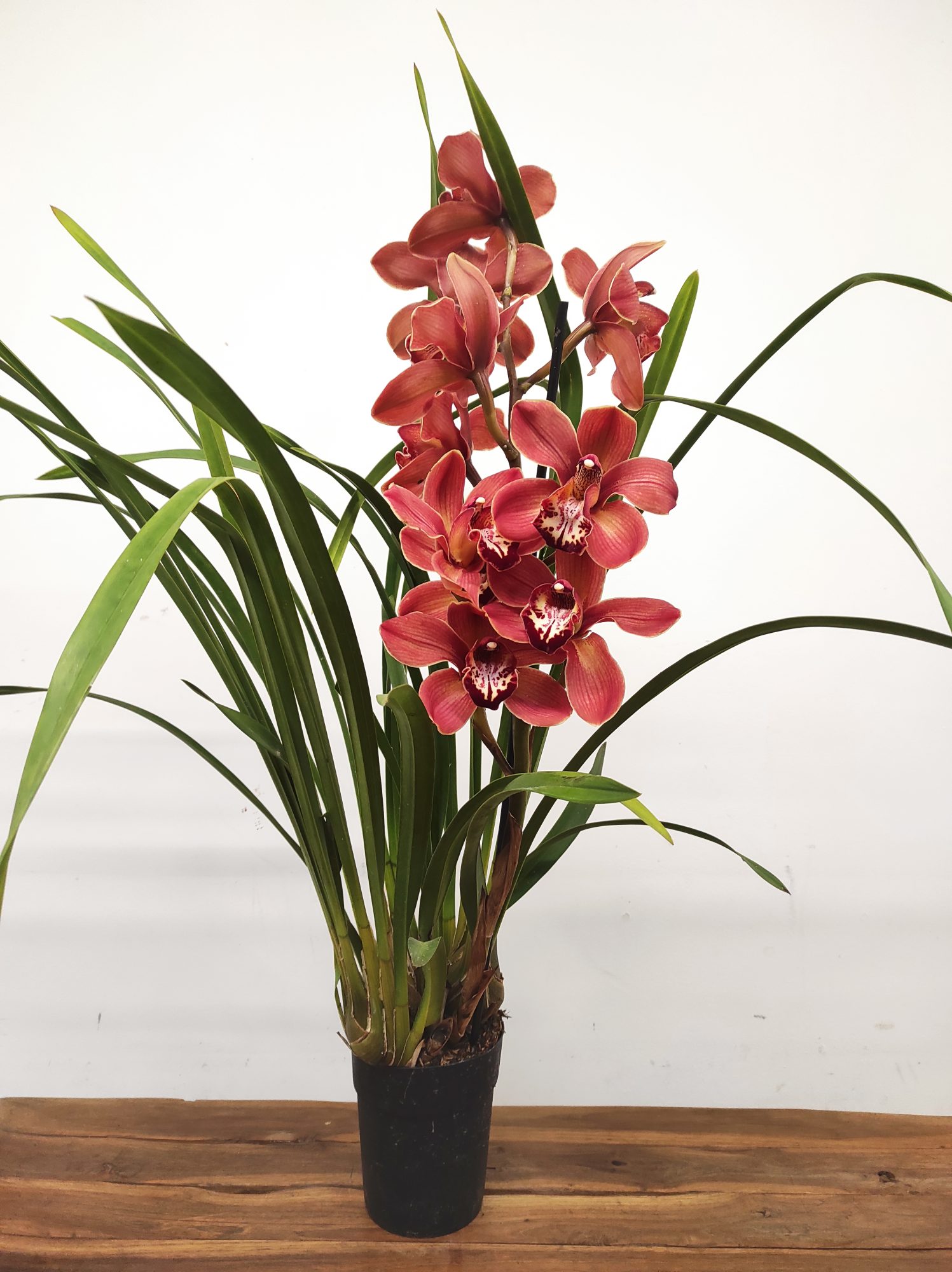 Cymbidium Especial - Image 2