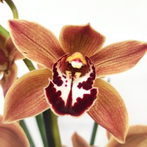 Cymbidium Especial