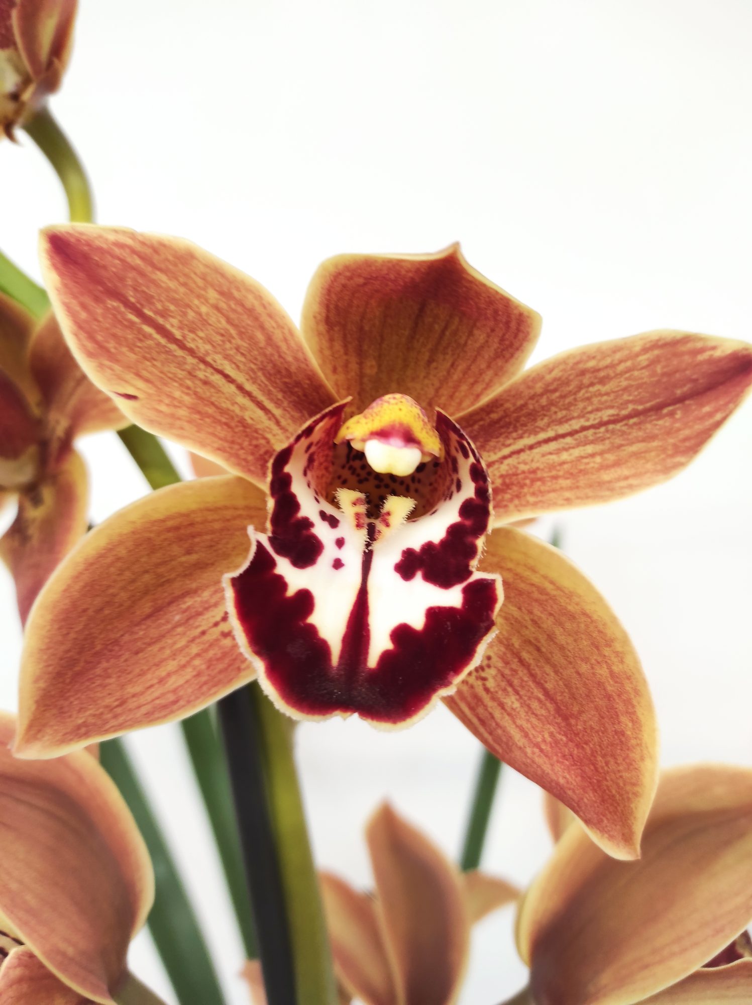 Cymbidium Especial