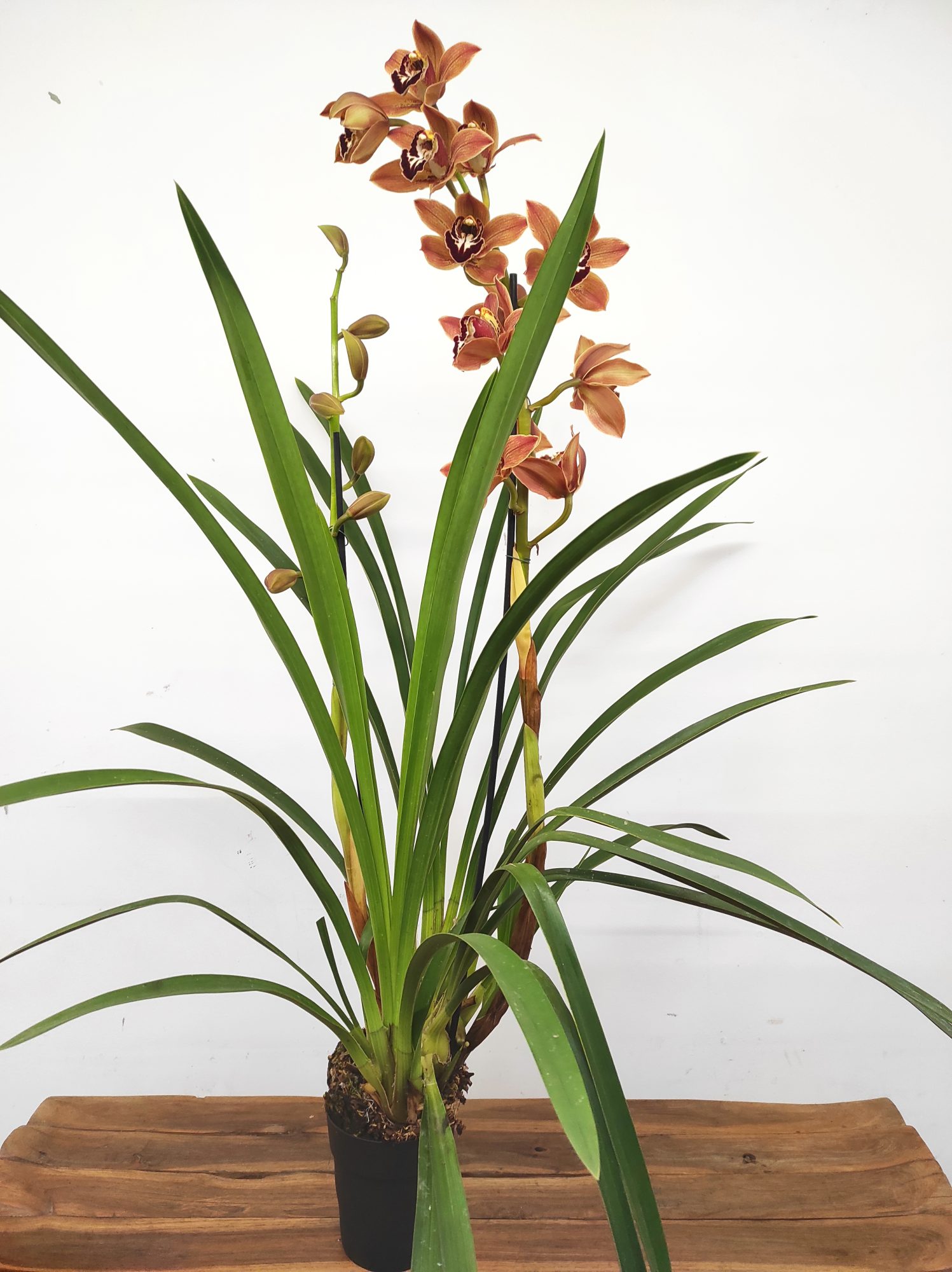 Cymbidium Especial - Image 2
