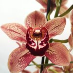 Cymbidium Especial