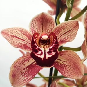 Cymbidium Especial