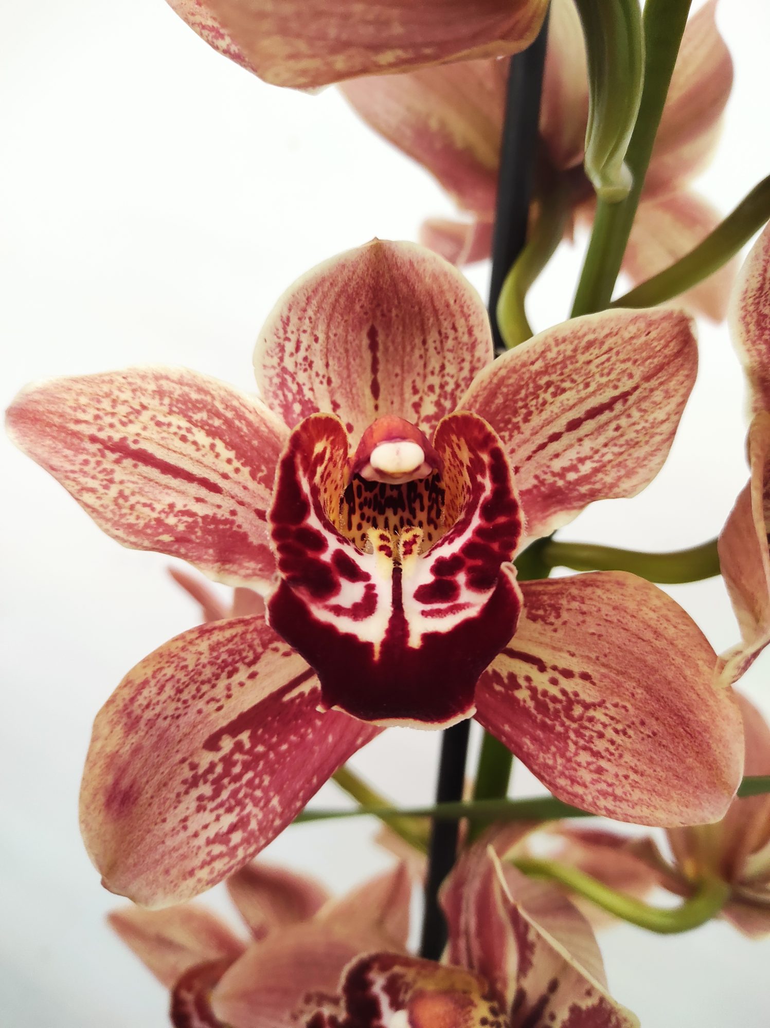 Cymbidium Especial