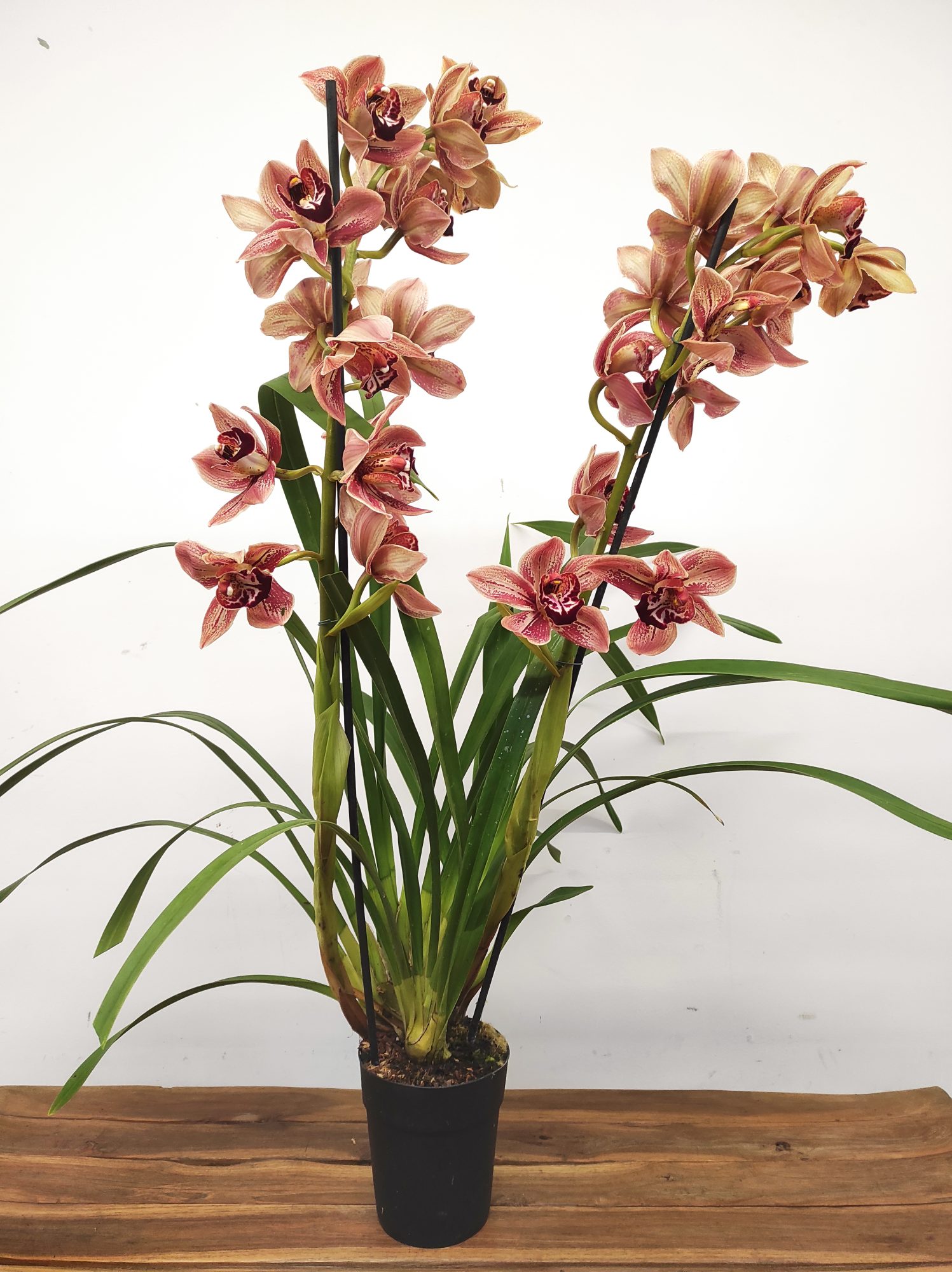 Cymbidium Especial - Image 2