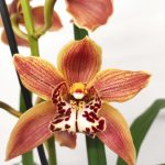 Cymbidium Especial