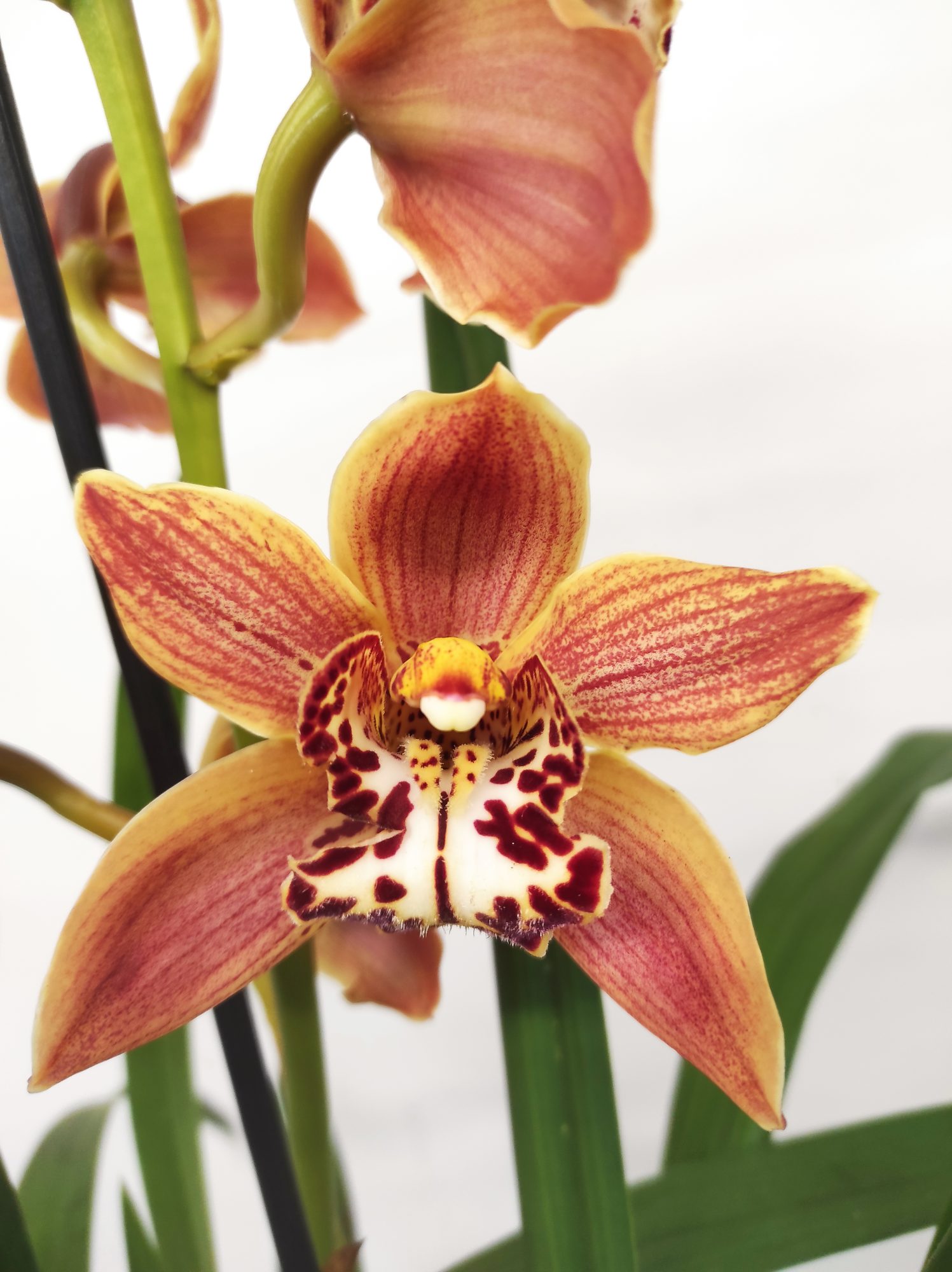 Cymbidium Especial