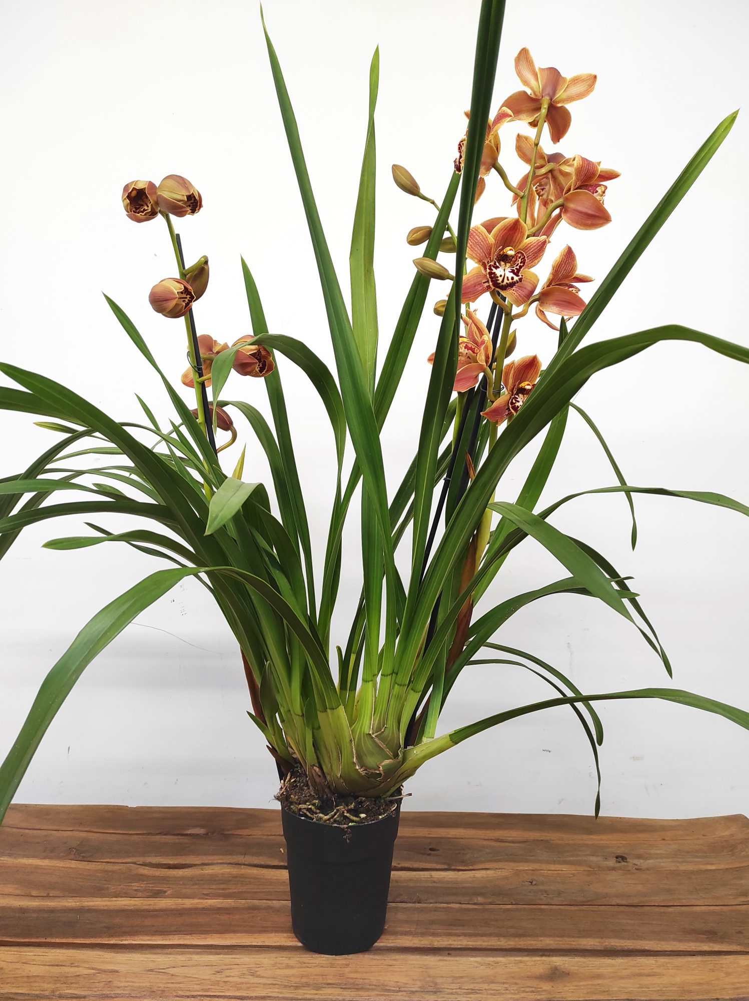 Cymbidium Especial - Image 2