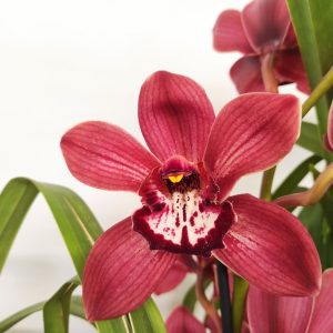 Cymbidium Especial