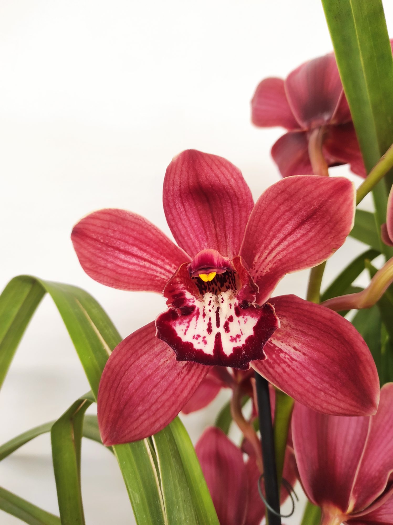 Cymbidium Especial