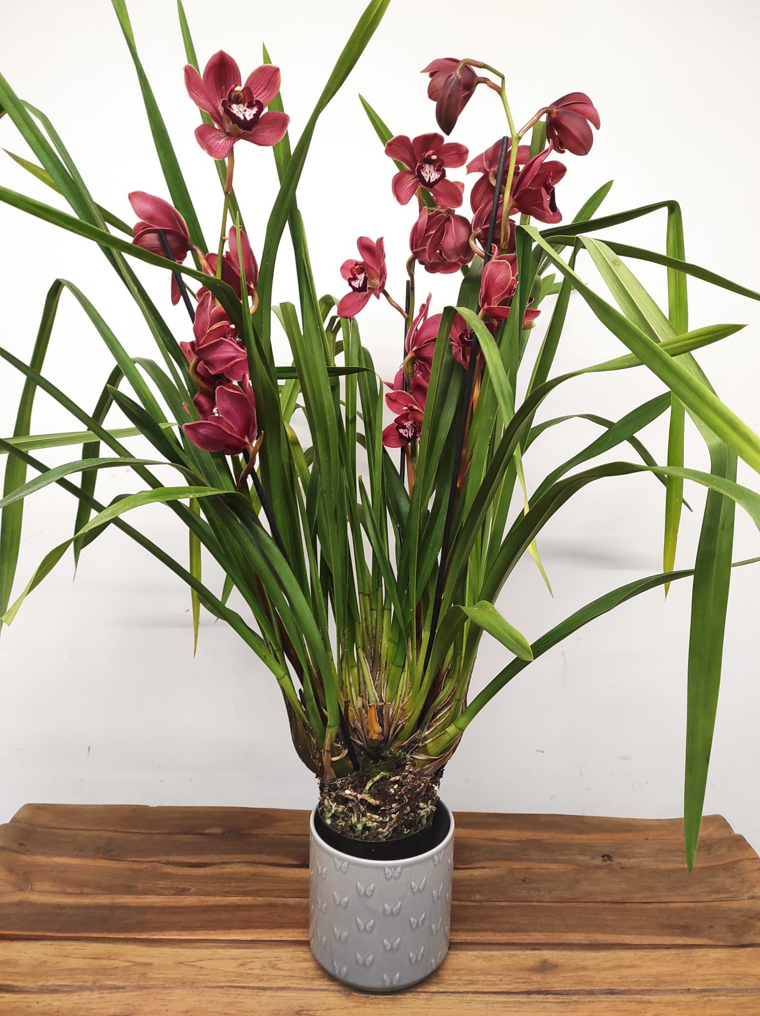 Cymbidium Especial - Image 2