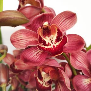 Cymbidium Especial
