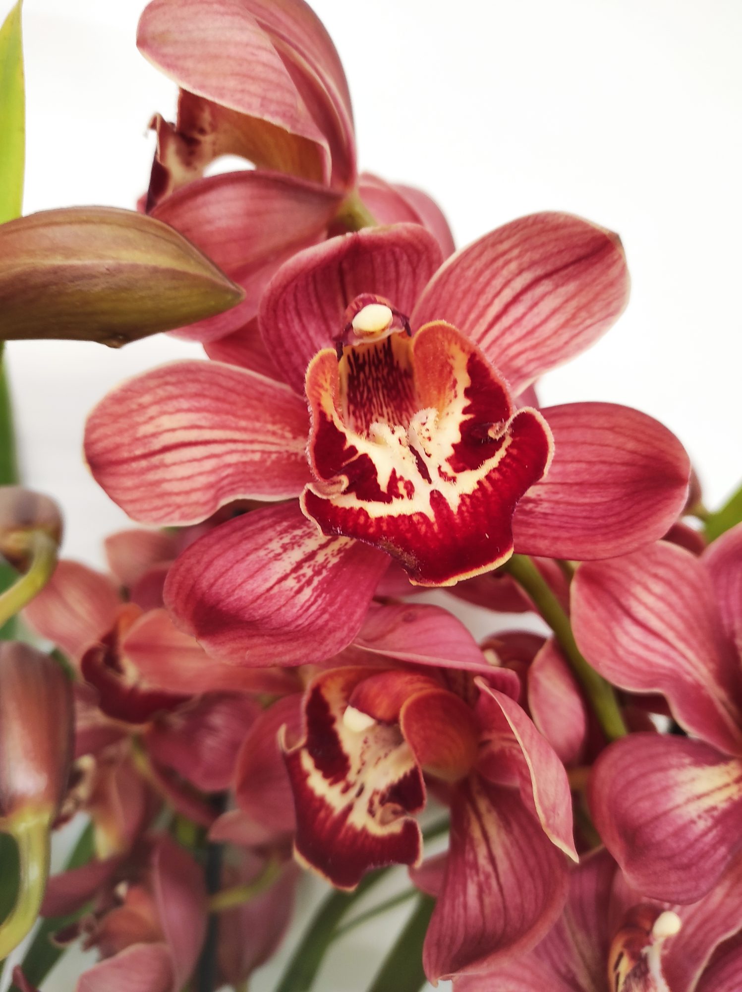 Cymbidium Especial