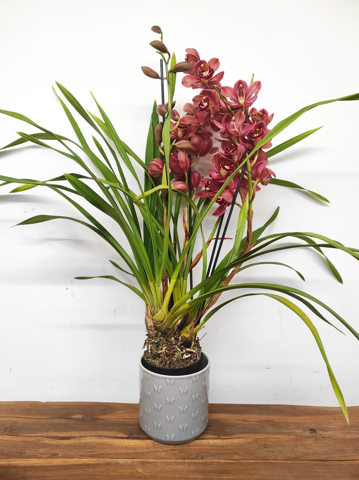 Cymbidium Especial - Image 2