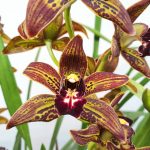 Cymbidium Especial