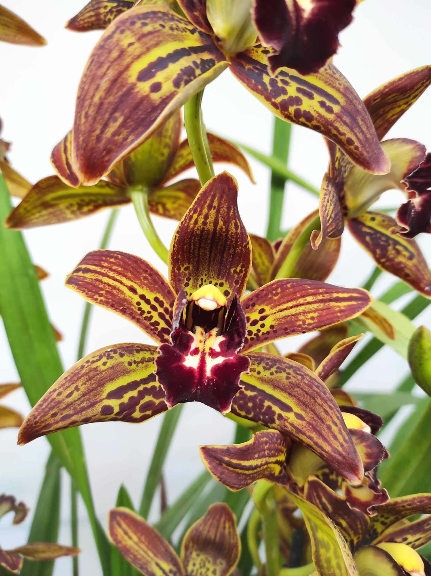 Cymbidium Especial