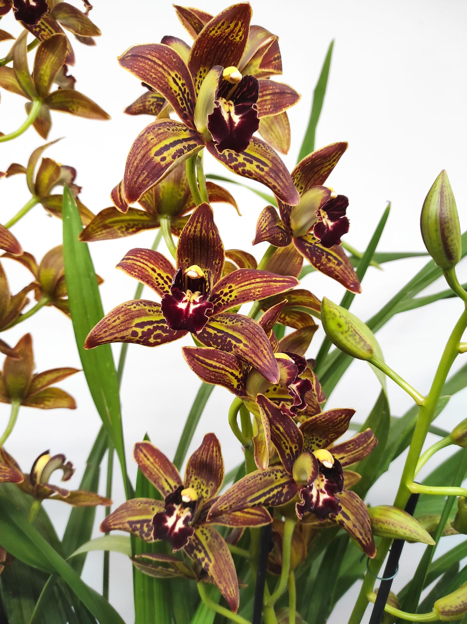 Cymbidium Especial - Image 2